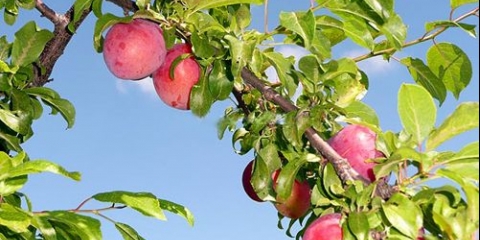Rana kometa trešnje šljive (julska ruža): opis hibridne sorte, fotografija